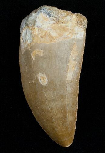 Quality Carcharodontosaurus Tooth #11822